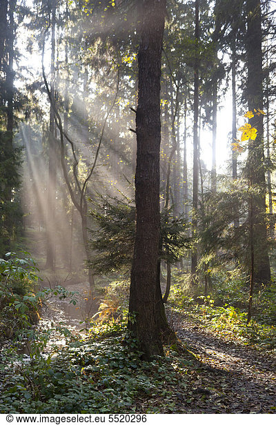 Erlebnispfad Holzweg im Herbst  Tharandter Wald  Sachsen  Deutschland  Europa
