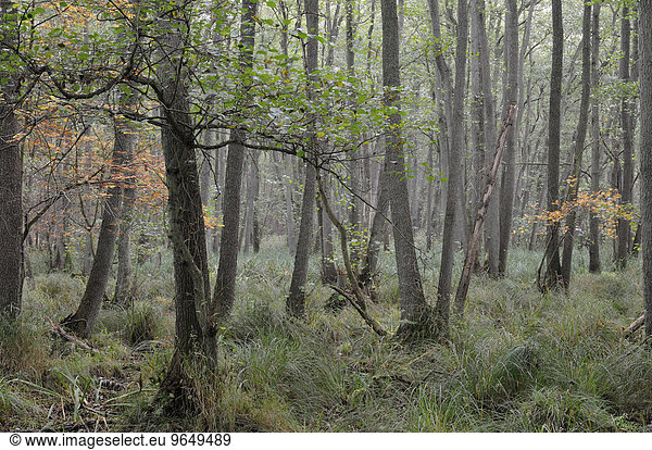 Erlen (Alnus)  Erlenbruch im Darßer Wald  Nationalpark Vorpommersche Boddenlandschaft  Mecklenburg-Vorpommern  Deutschland  Europa