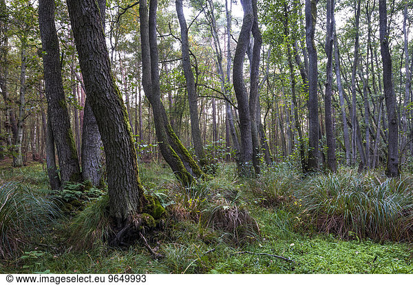 Erlenbruch Halbinsel Darß Nationalpark Vorpommersche Boddenlandschaft Mecklenburg Vorpommern Deutschland Europa