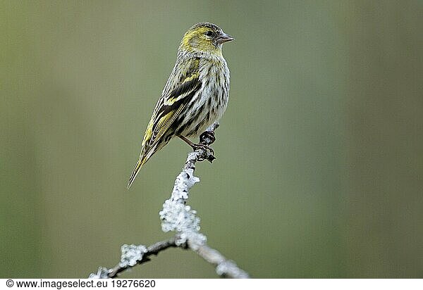 Erlenzeisig (Carduelis spinus) weiblicher Altvogel sitzt auf einem mit Flechten bewachsenen Ast (Zeisig)  Siskin adult female sits on a branch with lichen (Eurasian Siskin) (European Siskin)