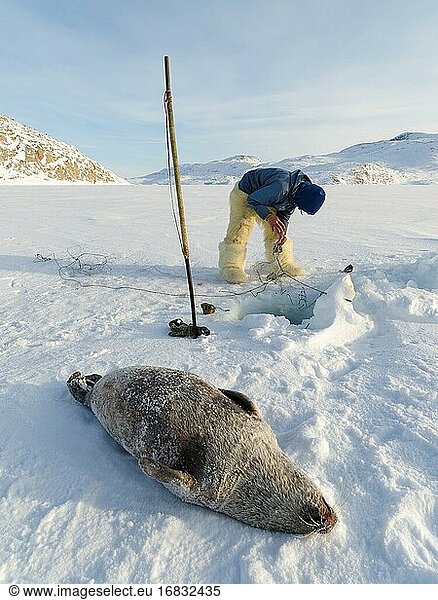 Ernte einer Robbe aus einer Falle unter dem Meereis. Inuit-Jäger in traditionellen Hosen und Stiefeln aus Eisbärenfell  Melville Bay bei Kullorsuaq in Nordgrönland. Nordamerika  dänisches Territorium.