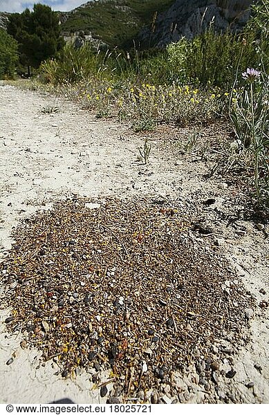 Ernteameise  Ernteameisen  Andere Tiere  Insekten  Tiere  Ameisen  Harvester Ant (Messor bouvieri) spoil heap of seed husks and other rubbish outside nest entrance  Chaine des Alpilles  Bouches-du-Rhone  Provence  France  June
