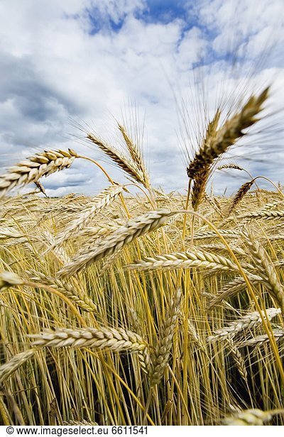 ernten , Feld , Weizen