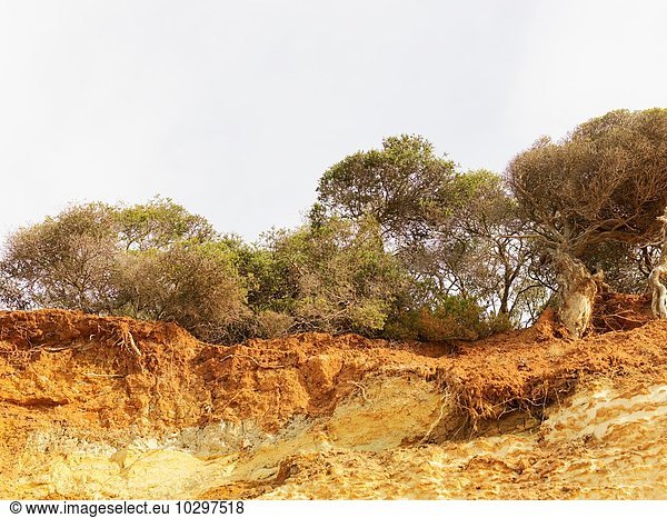 Erodierte Felsen und Bäume  Point Addis National Park  Anglesea  Australien
