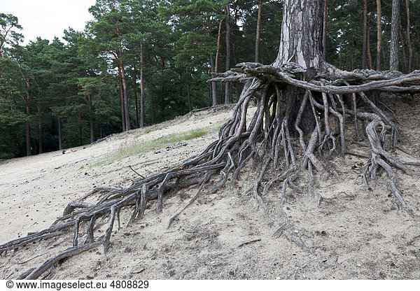 Erosion  Kiefern im Sand mit freigelegten Wurzeln  Brandenburg  Deutschland  Europa