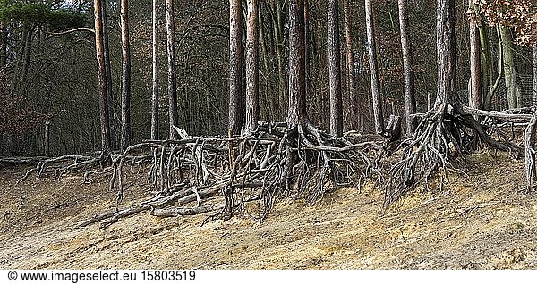 Erosion  Kiefern (Pinus) im Sand mit freigelegten Wurzeln  Brandenburg  Deutschland  Europa