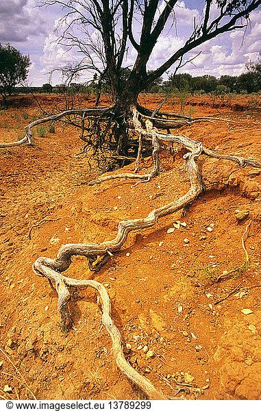 Erosion von trockenem  niedrigem Mulga/Buchsbaumwald an einem ephemeren Wasserlauf  Currawinya National Park  westliches Queensland  Australien