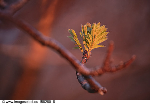 Erste Frühlingsblätter erscheinen am Rowan-Baum (Sorbus aucuparia)  Lofoten  Norwegen