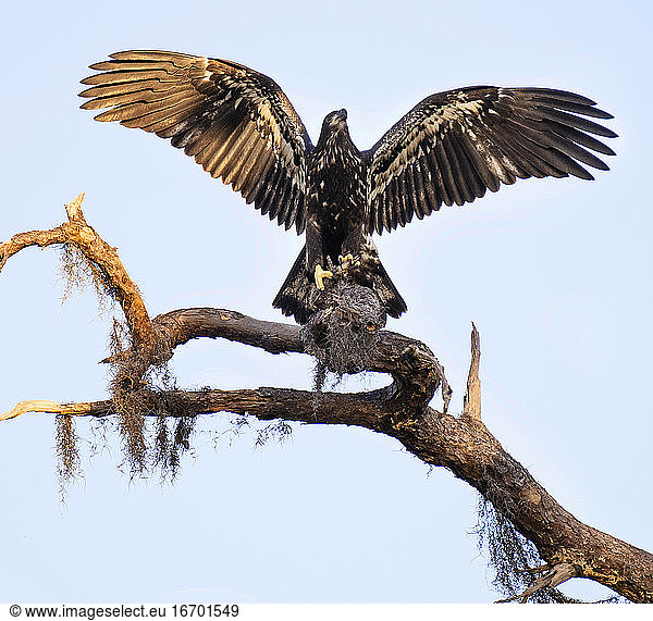 Erster Flug Junger Weißkopfseeadler Spreizt die Flügel und landet auf einem Baum