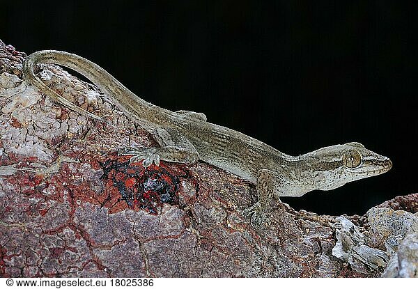 Erwachsener Gecko (Hemidactylus dracaenacolus) des Drachenblutbaums (Hemidactylus dracaenacolus)  am Stamm des Drachenblutbaums (Dracaena cinnabari)  Sokotra  Jemen  Marsch  Asien