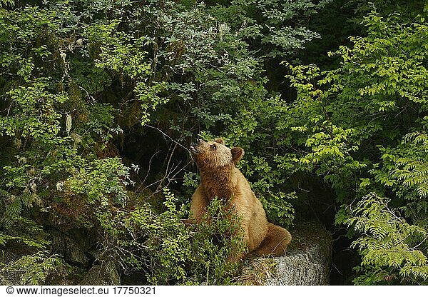 Erwachsener Grizzlybär (Ursus arctos horribilis)  ernährt sich von Heidelbeeren im gemäßigten Küstenregenwald  Inside Passage  Küstengebirge  Großer Bärenregenwald  Britisch-Kolumbien  Kanada  Juli  Nordamerika