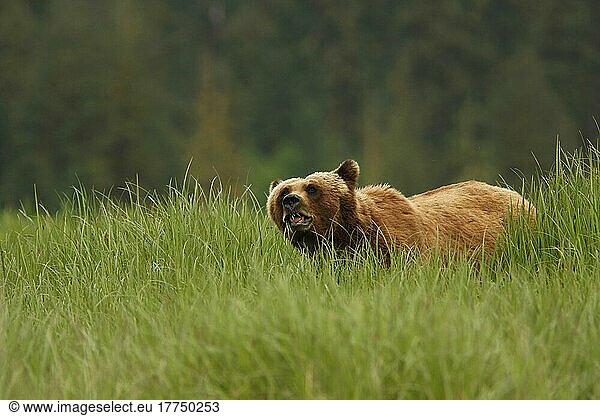 Erwachsener Grizzlybär (Ursus arctos horribilis)  ernährt sich von Seggen bei der Abholzung des gemäßigten Küstenregenwaldes  Inside Passage  Küstengebirge  Großer Bärenregenwald  Britisch-Kolumbien  Kanada  Juni  Nordamerika
