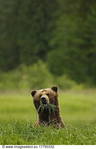 Erwachsener Grizzlybär (Ursus arctos horribilis)  ernährt sich von Seggen bei der Abholzung des gemäßigten Küstenregenwaldes  Inside Passage  Küstengebirge  Großer Bärenregenwald  Britisch-Kolumbien  Kanada  Juli  Nordamerika