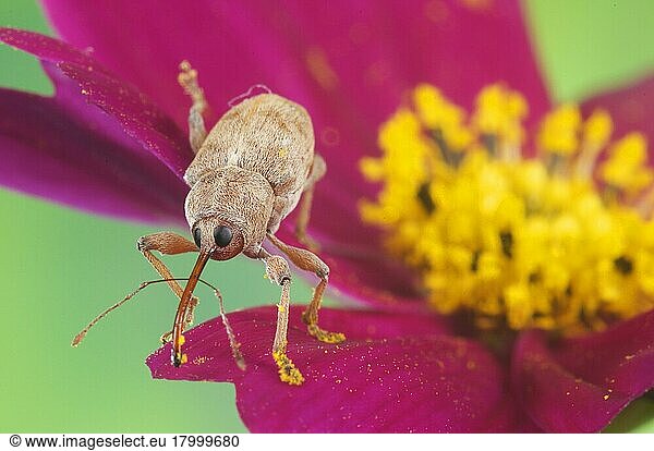 Erwachsener Kastanienrüsselkäfer (Curculio elephas)  mit Pollen auf Rostrum und Beinen  auf Blüte stehend  Italien  Europa
