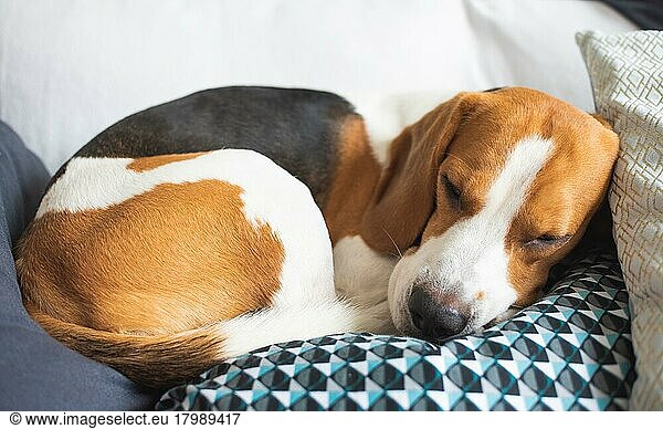 Erwachsener männlicher Beagle-Hund schläft auf seinem Kopfkissen. Thema Hund