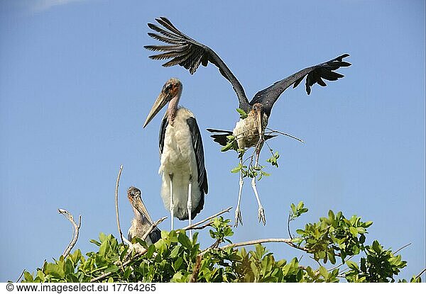 Erwachsener Marabu-Storch (Leptoptilos crumeniferus)  im Flug  mit Nistmaterial am Nistplatz  Godikwe  Okavango-Delta  Botswana  Afrika