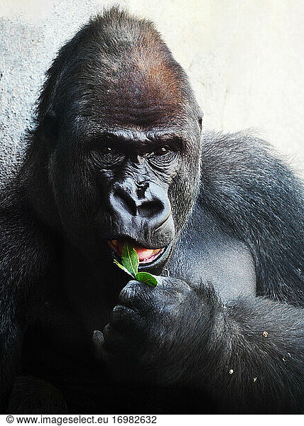 Erwachsener Silberrücken-Gorilla beim Essen einer Pflanze