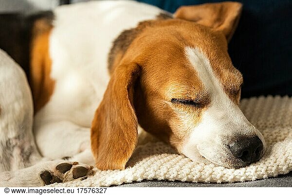 Erwachsenes Tier  männlicher Beagle-Hund  der auf seinem Kopfkissen schläft. Geringe Tiefenschärfe. Thema Hund