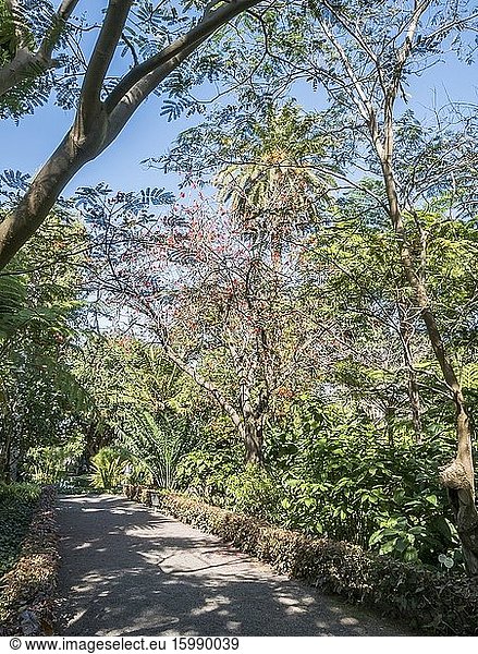 Erythrina rubrinervia Encephalartos laurentianus Jardin de Aclimatacion de la Orotava Puerto de la Cruz Tenerife Iles Canaries Spain.