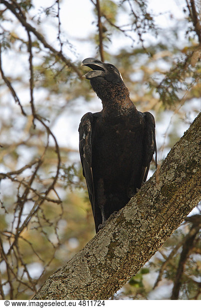 Erzrabe (Corvus crassirostris)  Altvogel  beim Rufen  auf Baum  Awassasee  Großer Afrikanischer Grabenbruch  Äthiopien  Afrika