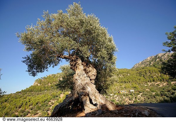 Es Cap des Vent Olives Deia Mallorca Balearic Islands Spain