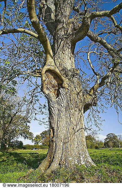 Esche  Gemeine Esche  Gewöhnliche Esche (Fraxinus excelsior)  Ölbaumgewächse  Common Ash ancient tree  close-up of trunk  West Stafford  Dorset  England  november