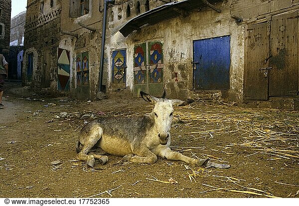 Esel Alter Esel in Sana'a  Nordjemen