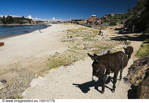 Esel am Strand des Dorfes Challapampa  Isla del Sol (Sonneninsel)  Titicacasee  Bolivien