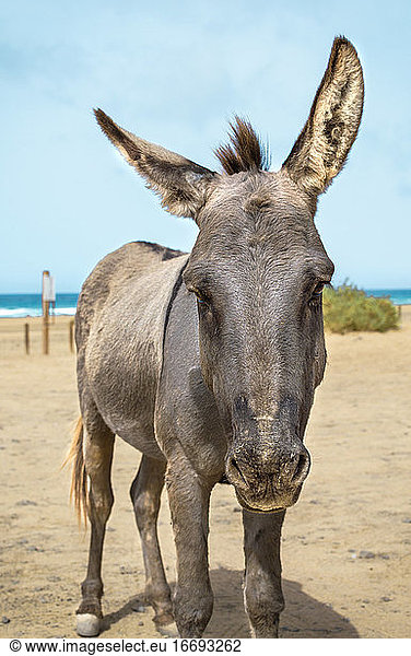 Esel am Strand von Cofete auf Fuerteventura  Kanarische Insel  an einem Sommertag.