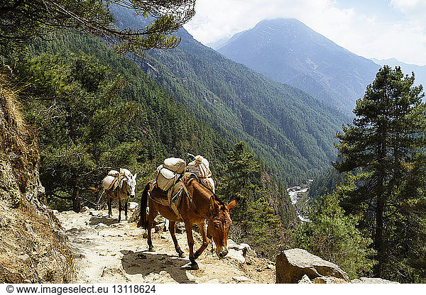 Esel auf dem Wanderweg am Mt. Everest