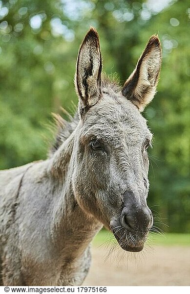 Esel (Equus africanus) Porträt  Bayern  Deutschland  Europa