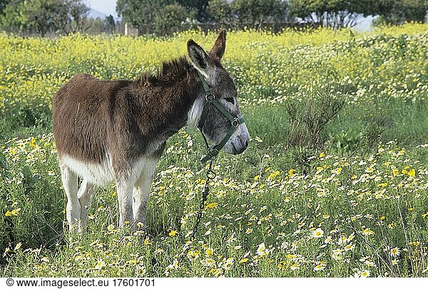 Esel (Equus asinus) in Wildblumenwiese  Mallorca  Spanien  Europa