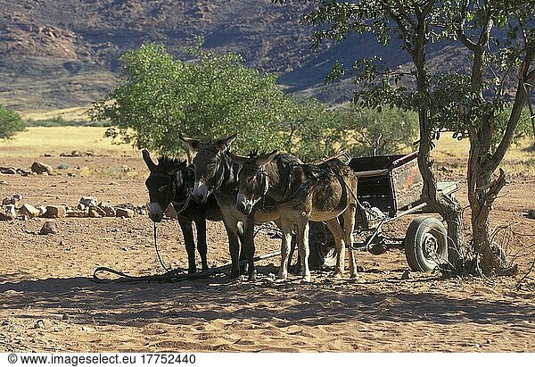 Esel Esel mit Karren im Schatten eines Baumes  Namibia  Afrika
