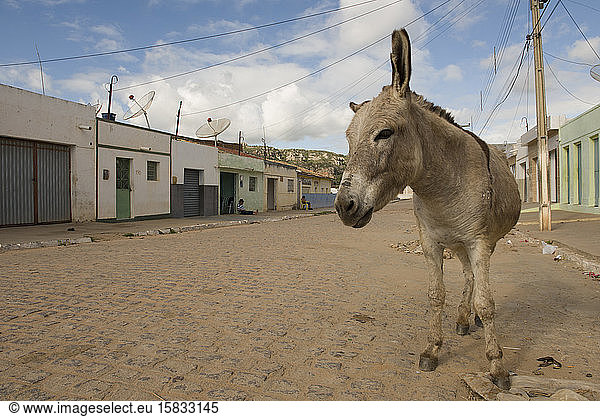 Esel in den Straßen eines kleinen Dorfes im brasilianischen Nordosten