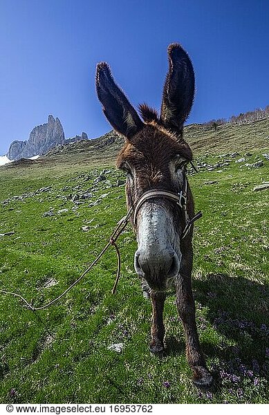 Esel mit den Aiguilles d'Ansabere im Hintergrund  Lescun-Tal  französische Pyrenäen