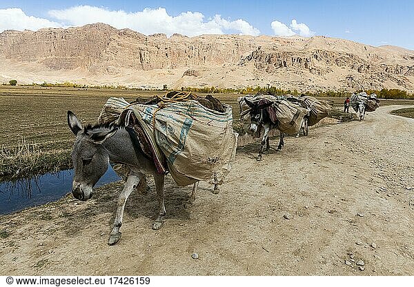 Eselkarawane  Provinz Yakawlang  Bamiyan  Afghanistan  Asien
