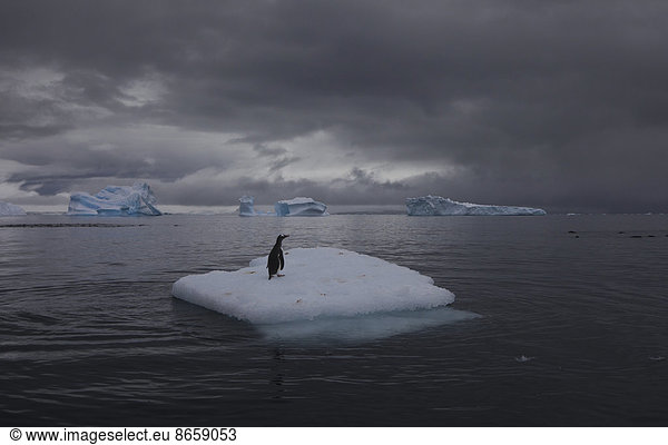 Eselspinguin auf einem Eisberg  Antarktis