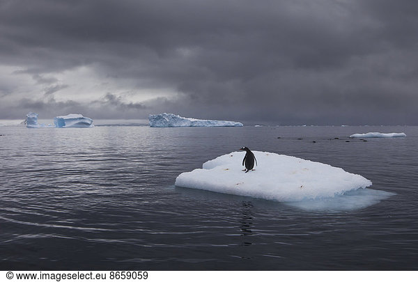 Eselspinguin auf einem Eisberg  Antarktis