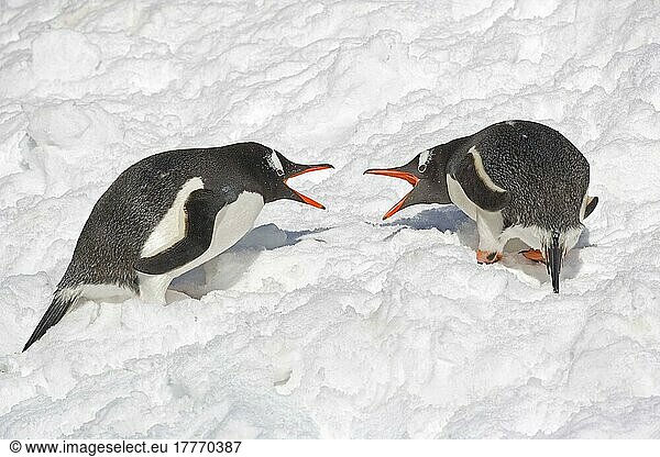 Eselspinguin  Eselpinguin  Eselspinguine (Pygoscelis papua)  Eselpinguine  Pinguine  Tiere  Vögel  Gentoo Penguin two adults  fighting in snow  South Georgia
