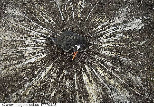 Eselspinguin (Pygoscelis papua) adult  bebrütet Eier am Nest  Guano-Ring um das Nest  Saunders Island  Falkland-Inseln