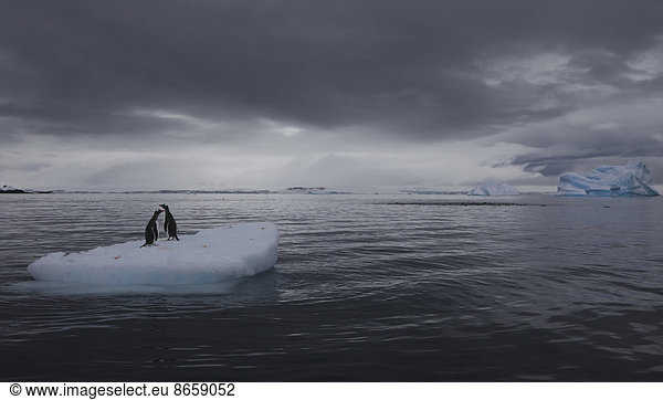 Eselspinguine auf einem Eisberg  Antarktis