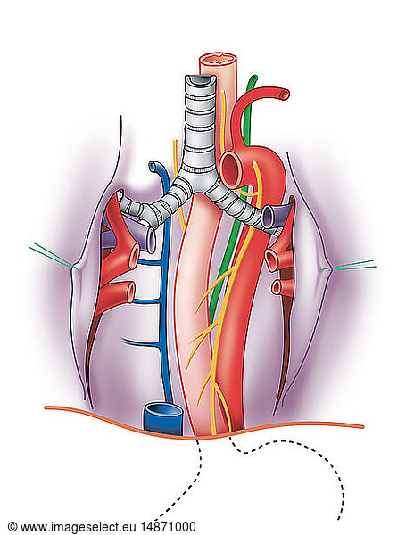 ESOPHAGUS - The esophagus as located in the rib cage. ESOPHAGUS - The ...