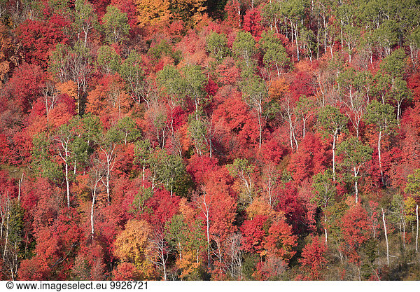 Espe Populus tremula Farbe Farben Herbst lebhaft Laub Ahorn