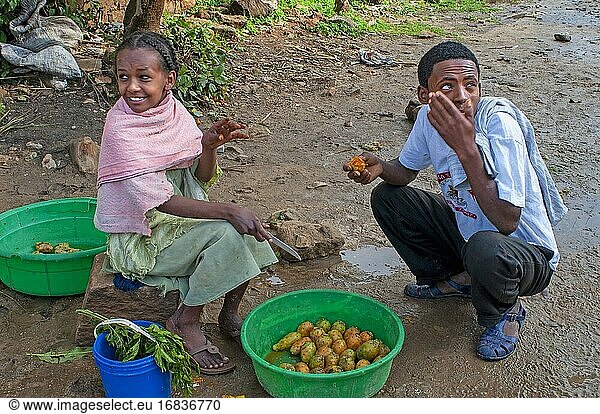 Essen von Kaktusfeigen in der Stadt Hawzen  Ost-Tigray  Äthiopien. Feierliche Geburt im Dorf Hawzen  in Abwesenheit der Gheralta-Berge. Die Feiern in diesen Fällen sind in der Regel zahlreich und umfassen oft die ganze Stadt. Injera und hausgemachtes Bier sind in der Regel vorhanden.