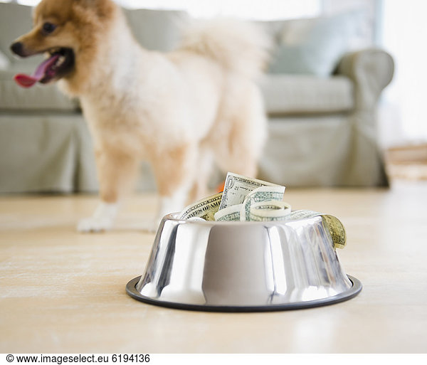 Essgeschirr  Hund  Geld  voll