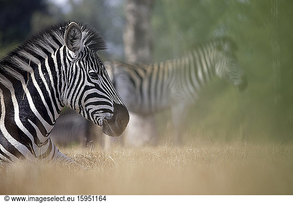 Eswatini  Portrait of Burchells zebra (Equus quagga burchellii) resting in Mlilwane Wildlife Sanctuary