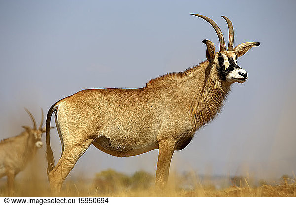 Eswatini  Roan antelope (Hippotragus equinus) standing outdoors