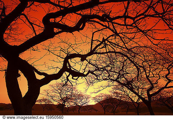 Eswatini  Silhouettes of bare trees against fiery sky at sunset