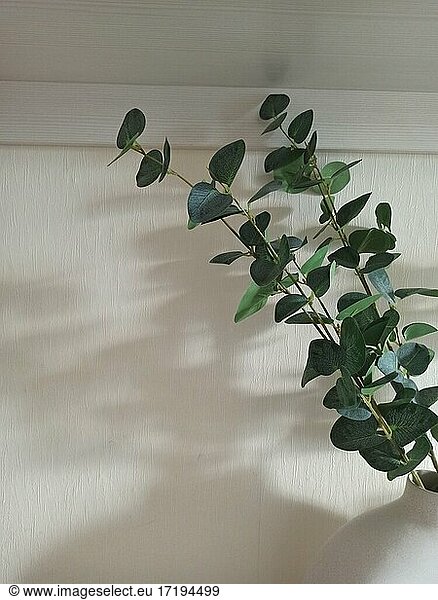 Eucalyptus branches in an interior vase