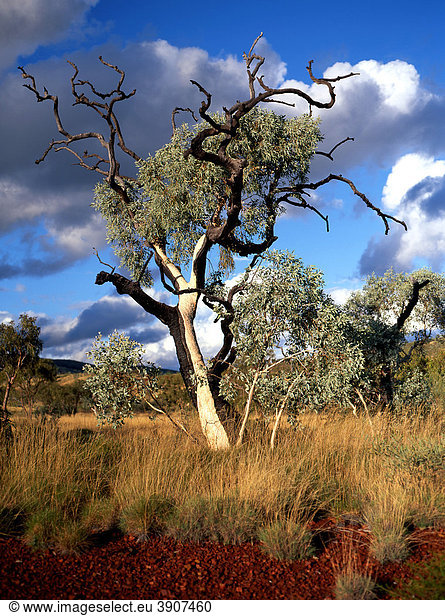 Eucalyptus Gum Tree  Munjina Gorge  Pilbara  Northwest Australia